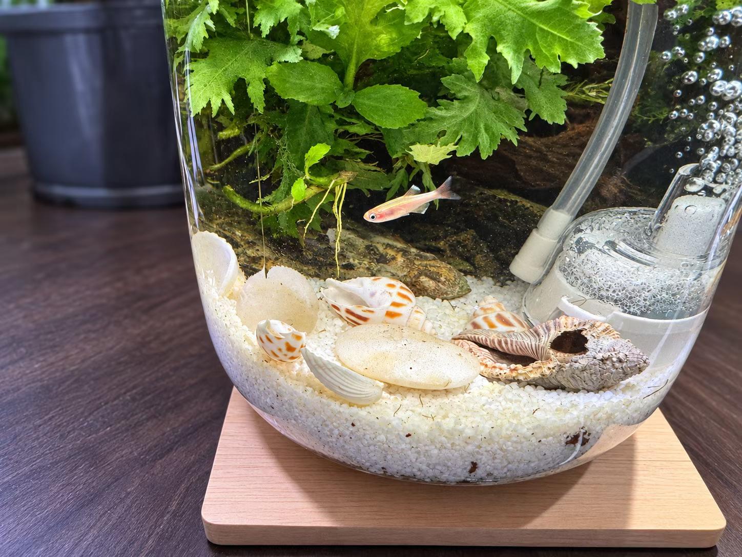 鱼从水草和贝壳之间游过