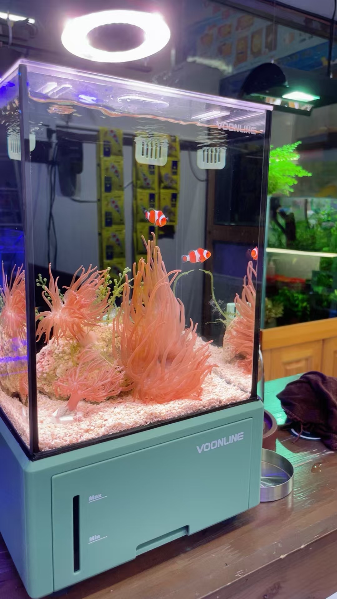 海葵间游动的小丑鱼