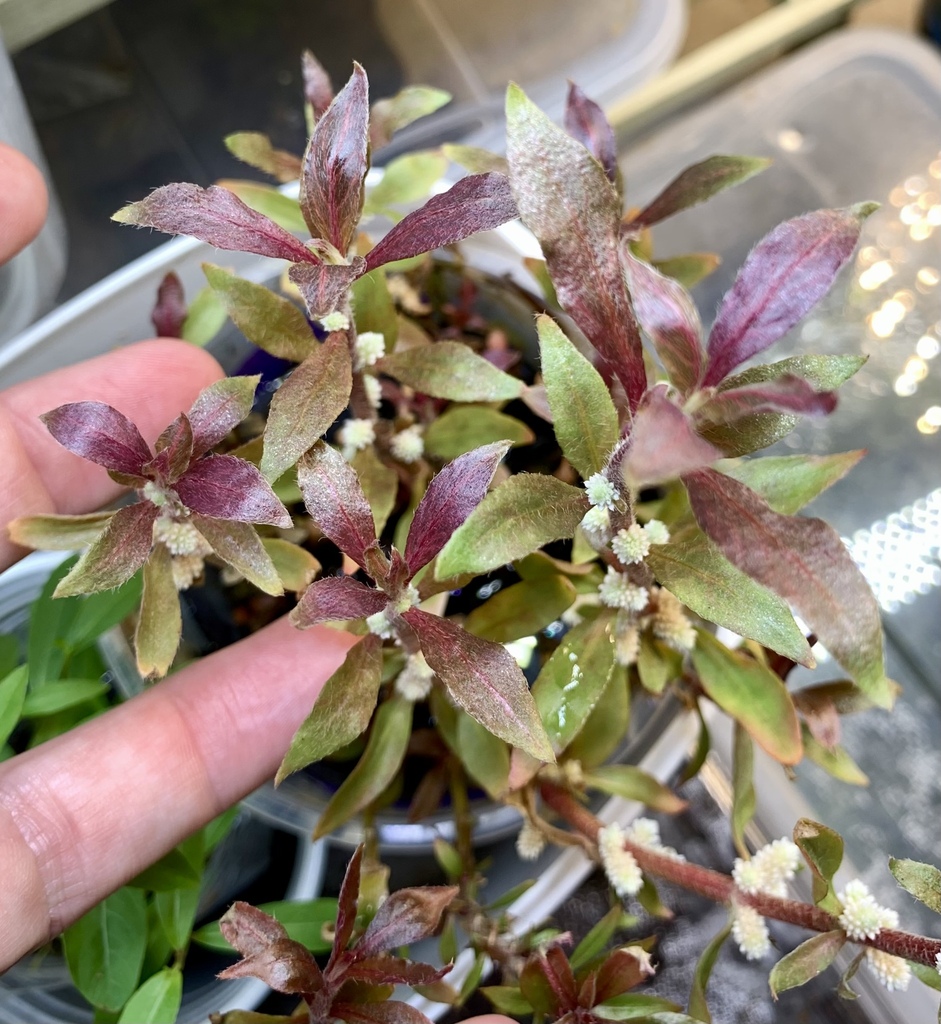 粉红血心兰参考照片