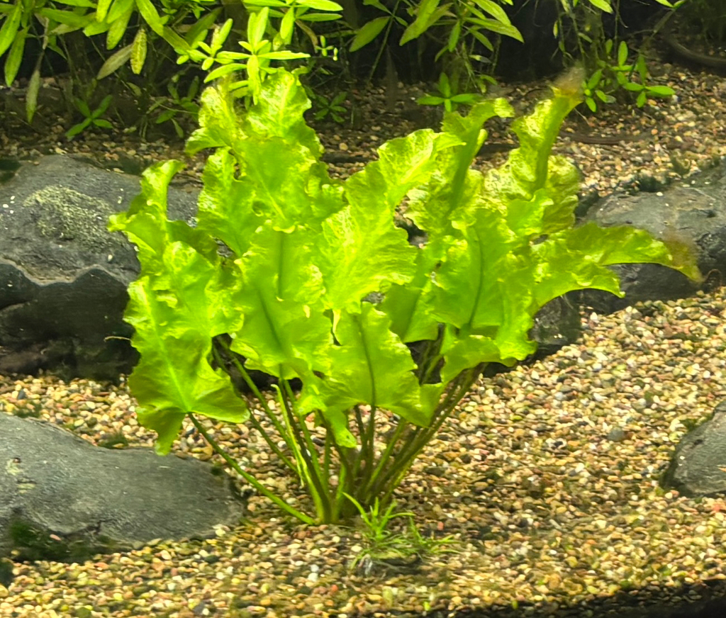 波浪草参考照片