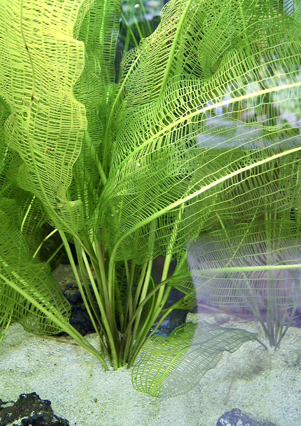 网格草 · 依来源物种标注;非门店现货照片 2