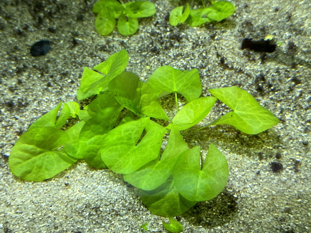 波叶水蕹 · 依iNaturalist观察标注;非门店现货,未独立鉴定;包含历史植物插图,仅作形态参考。 2