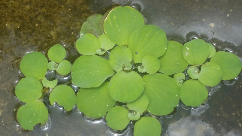 大薸参考照片