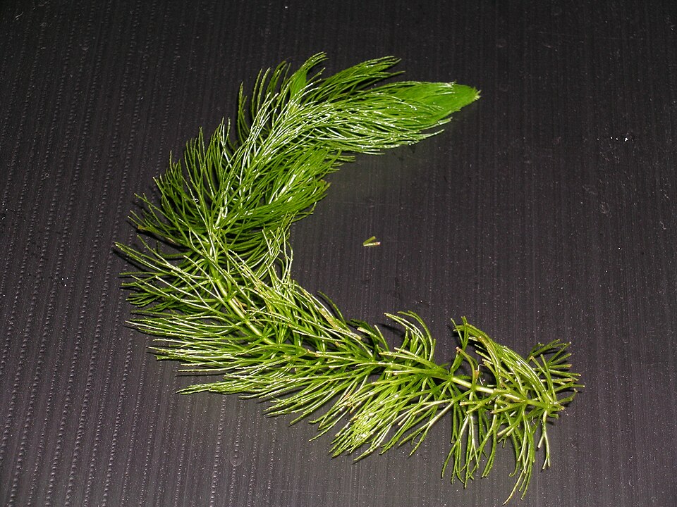 金鱼藻参考照片
