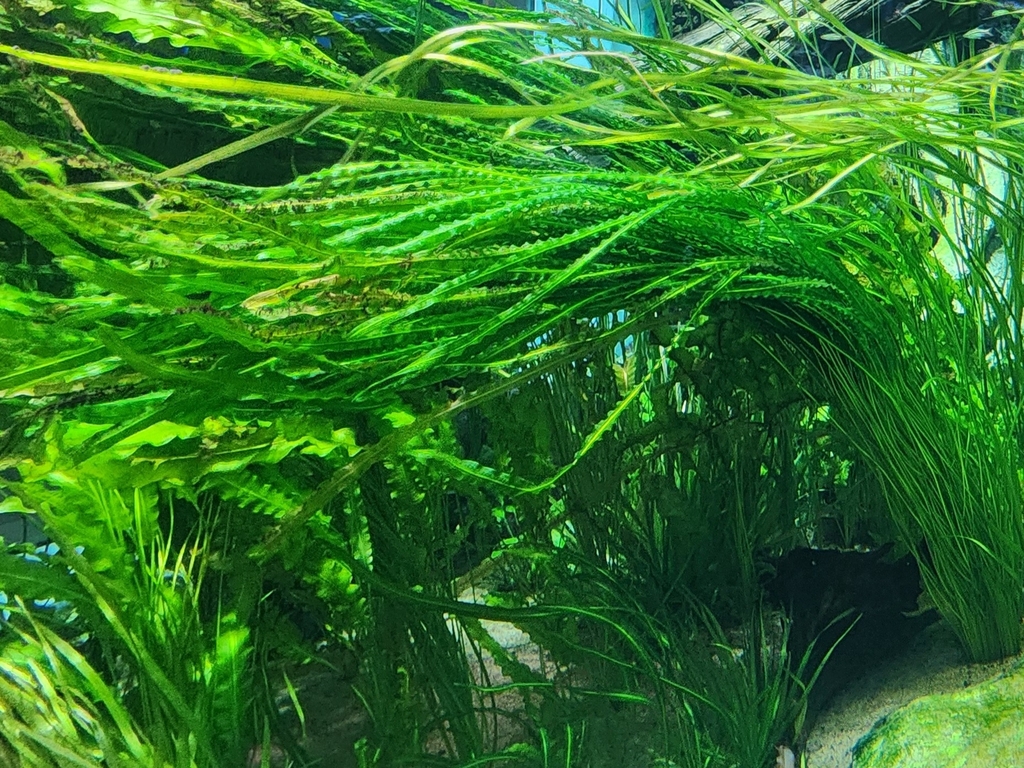 细叶水葱兰参考照片