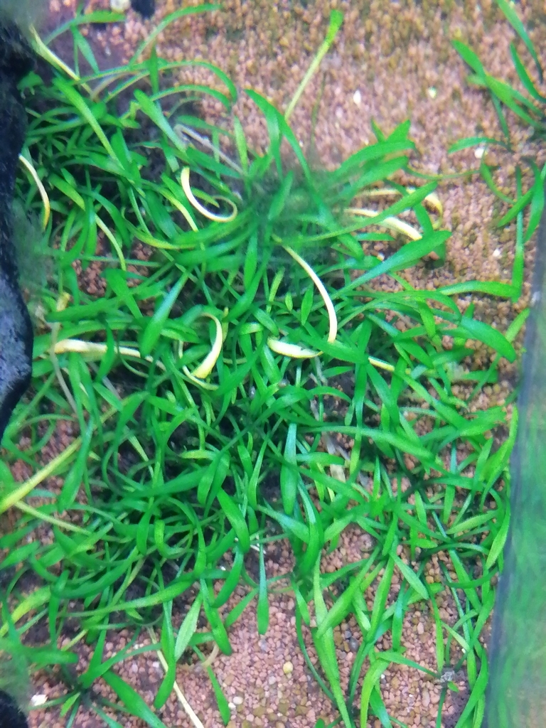 迷你椒草参考照片