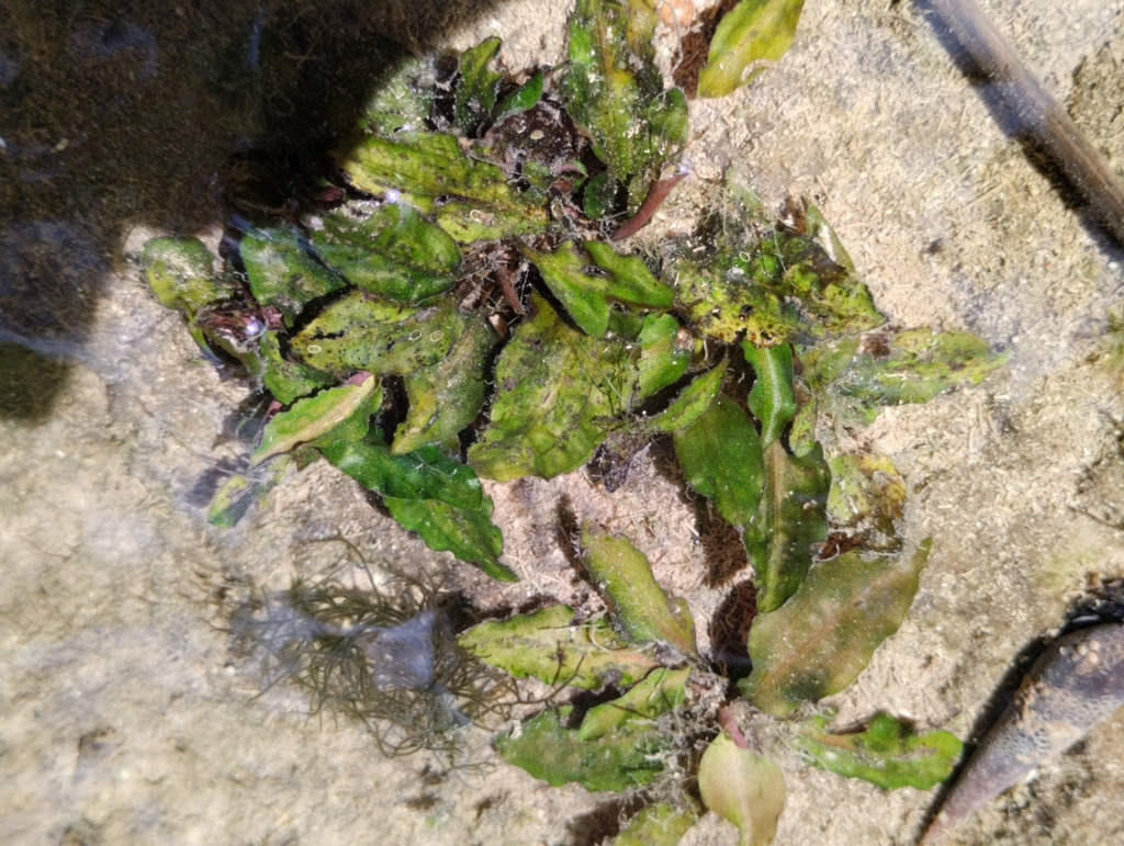 尤氏椒草 · 依iNaturalist观察标注;非门店现货,未独立鉴定 2