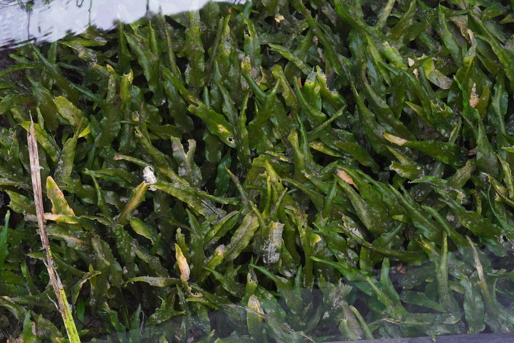 绿温蒂椒草参考照片