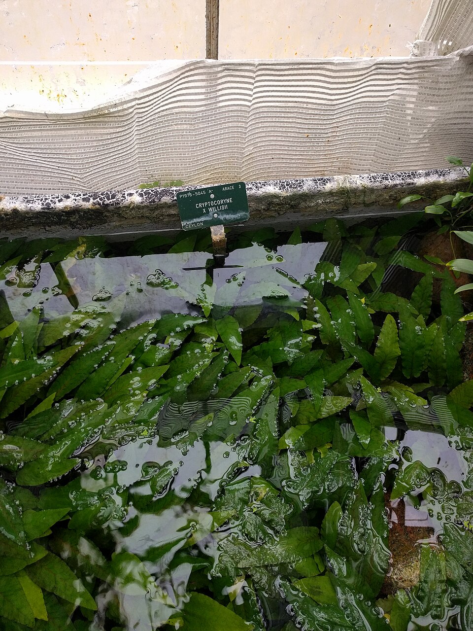 维利斯椒草参考照片