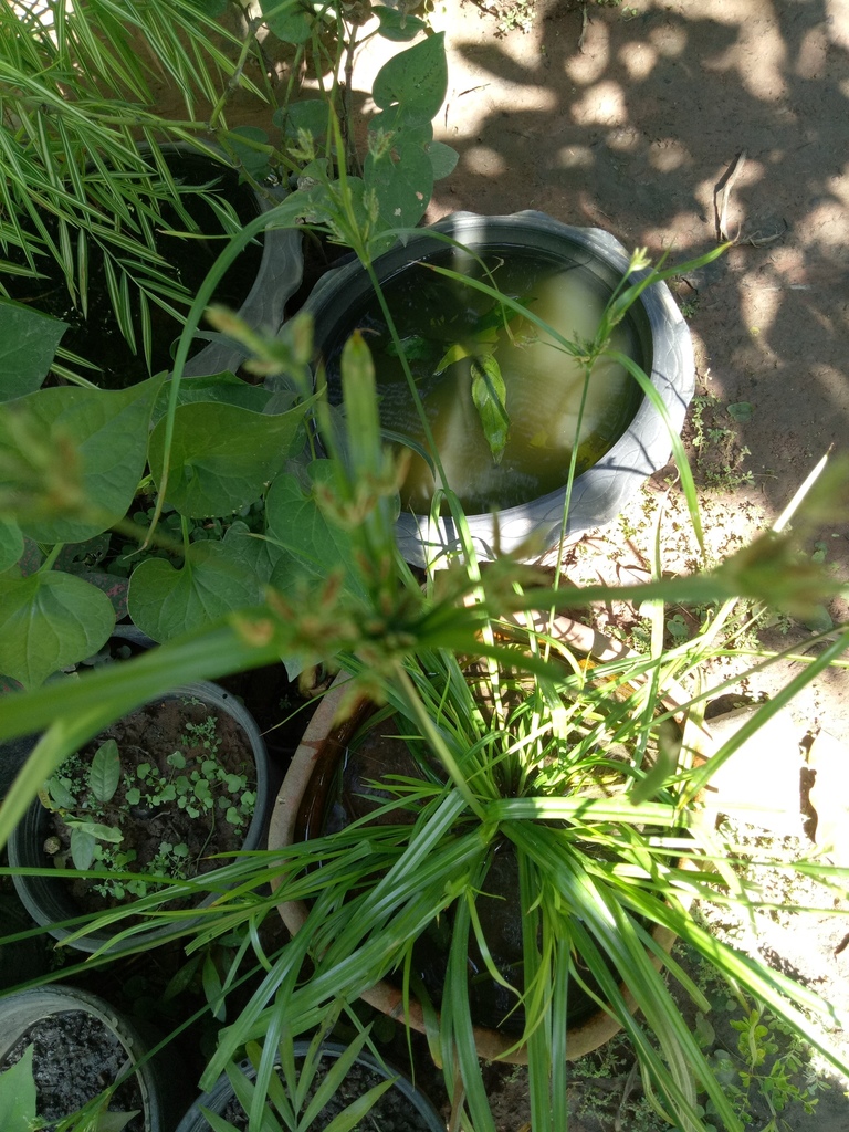 赫尔菲莎草 · 依iNaturalist观察标注;非门店现货,未独立鉴定 2