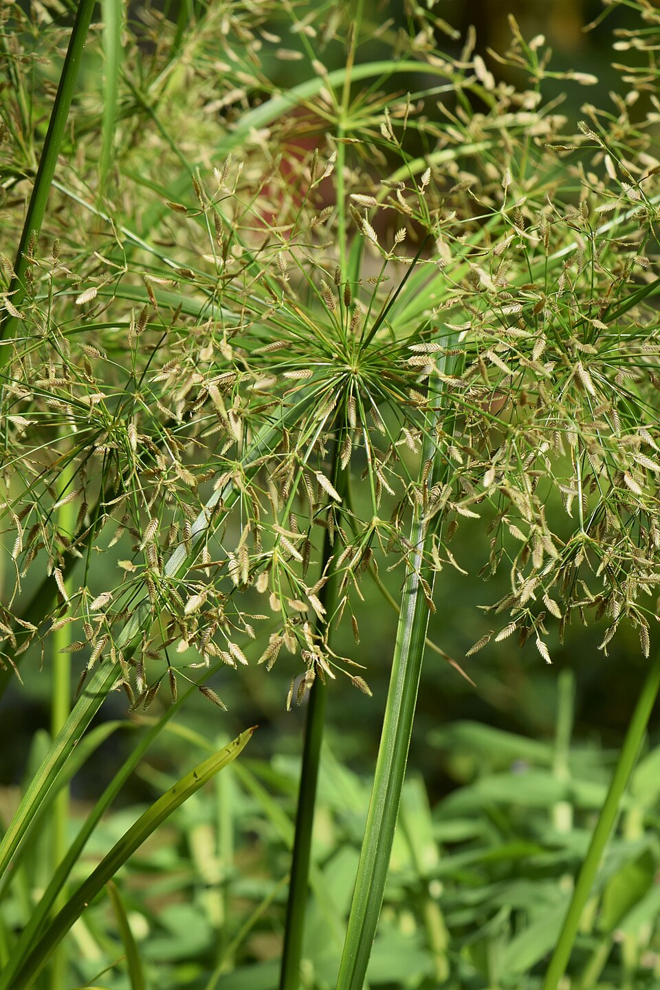 赫尔菲莎草参考照片