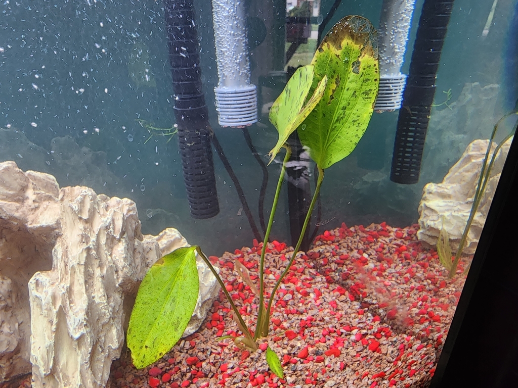 亚马逊皇冠 · 依iNaturalist观察标注;非门店现货,未独立鉴定 2