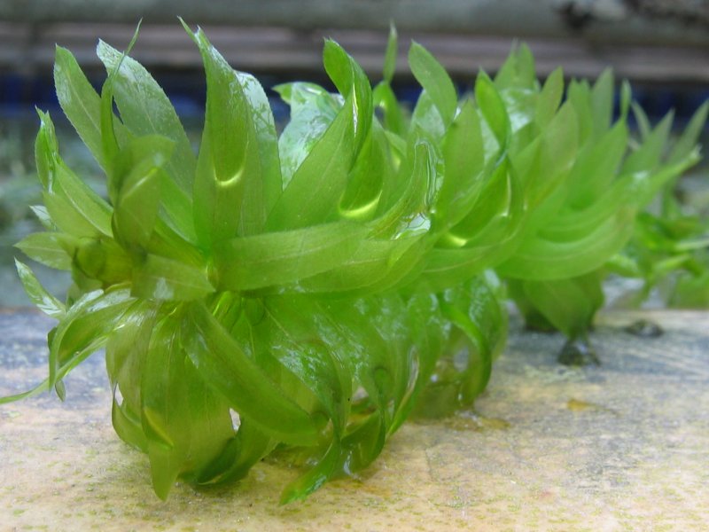 水蕴草参考照片