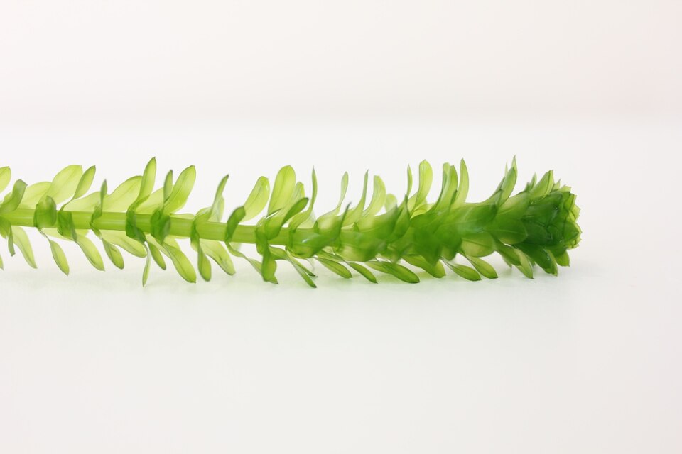 水蕴草 · 依来源物种标注;非门店现货照片 2