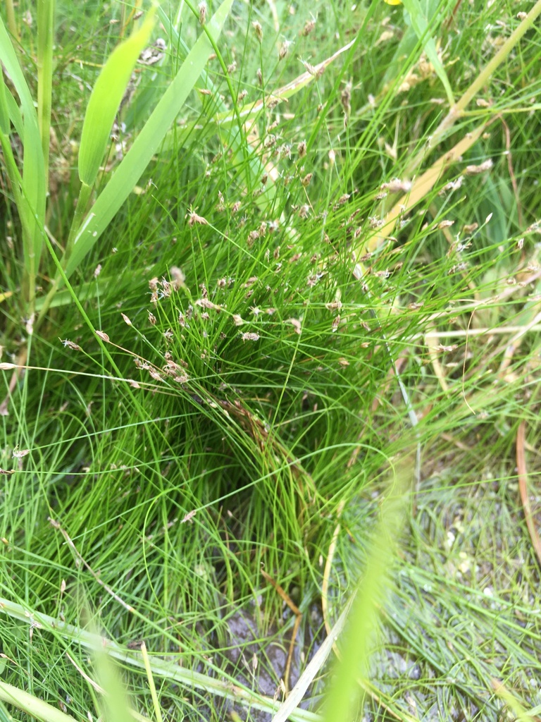 针叶荸荠参考照片