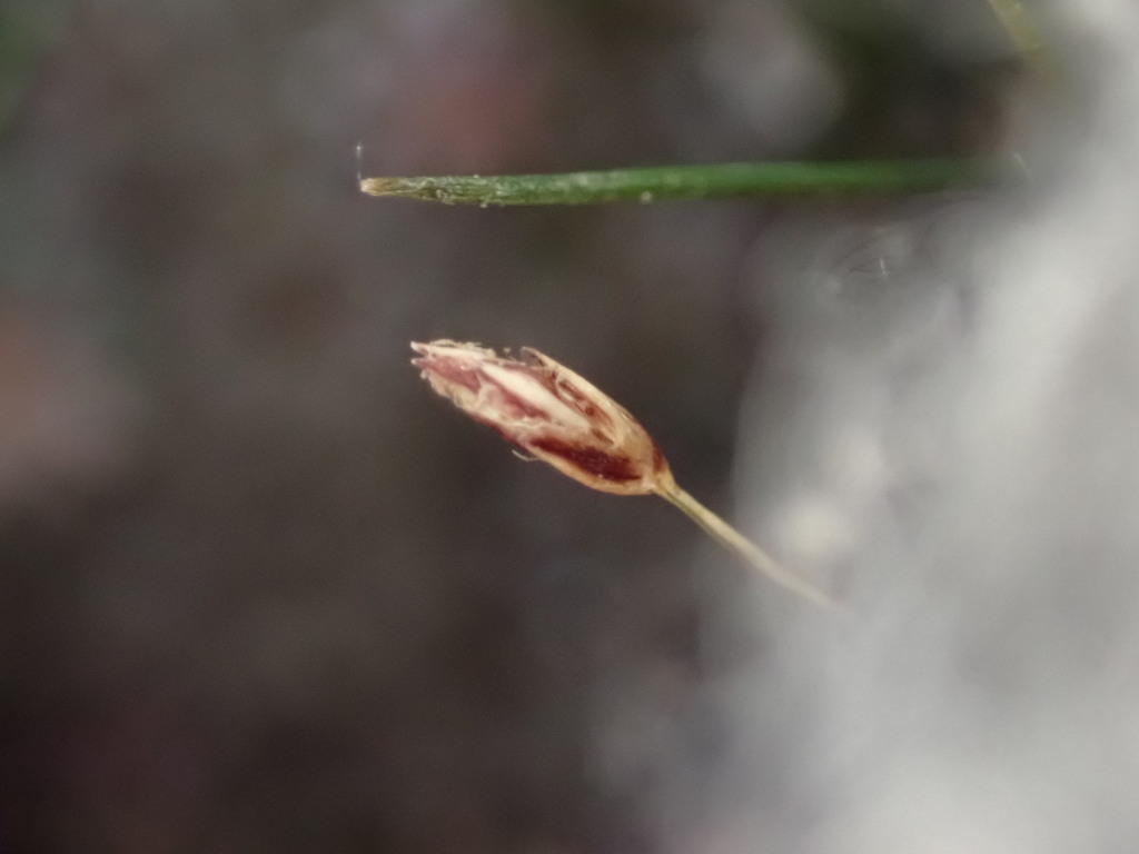 针叶荸荠 · 依iNaturalist观察标注;非门店现货,未独立鉴定 2