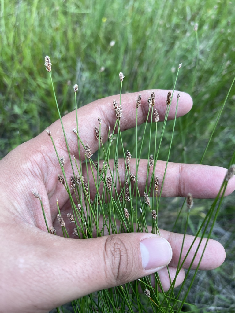 长针叶荸荠参考照片