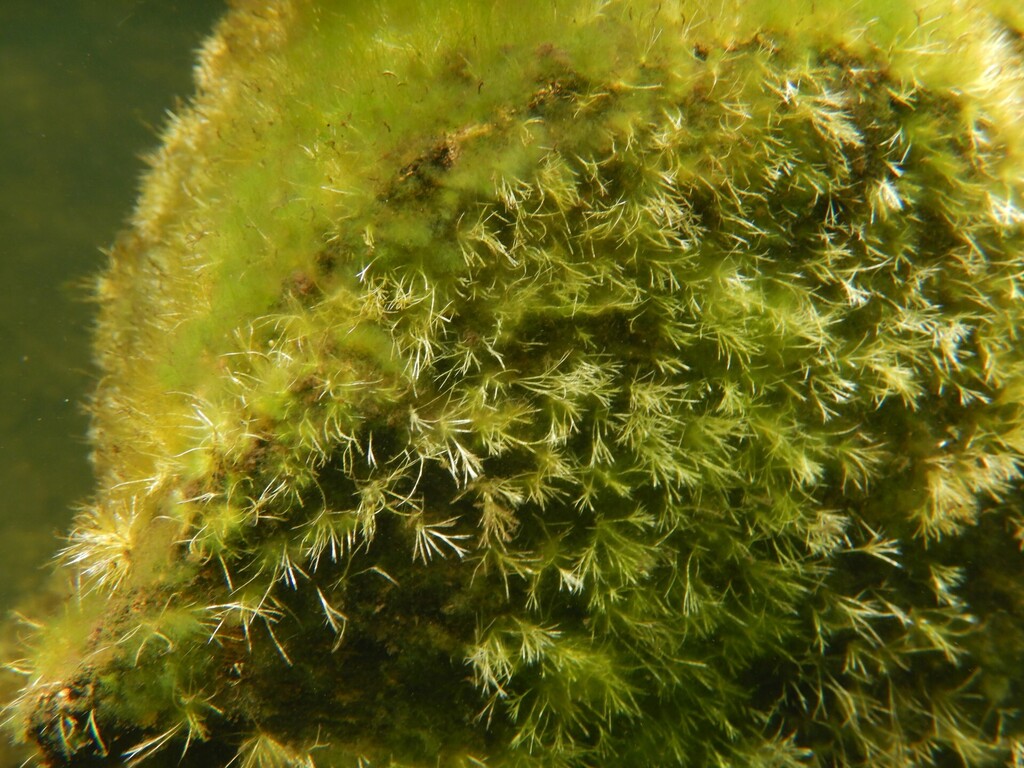 美凤莫丝参考照片