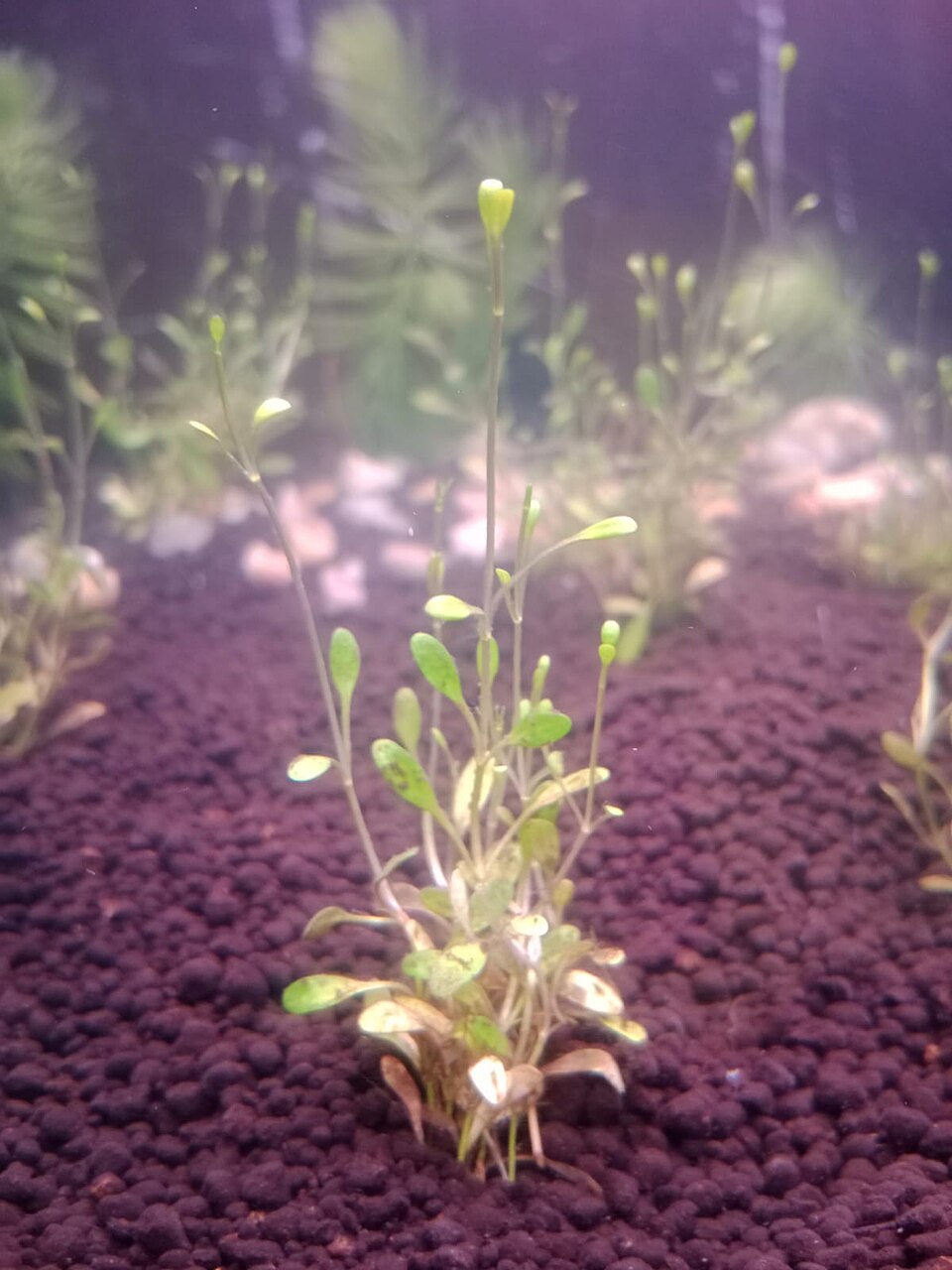 矮珍珠 · 依来源物种标注;非门店现货照片 2