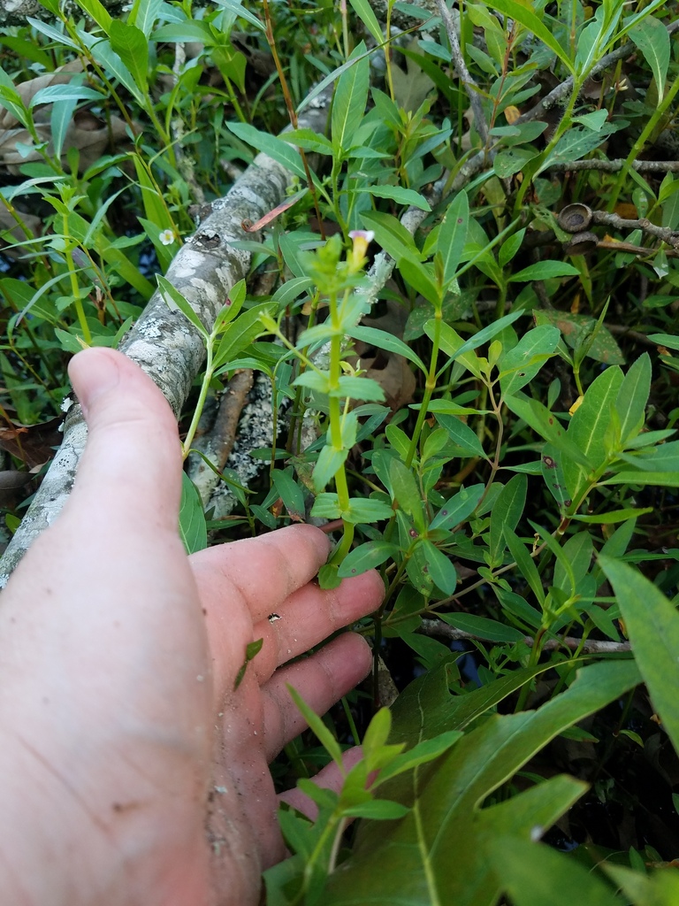 刺叶水草参考照片