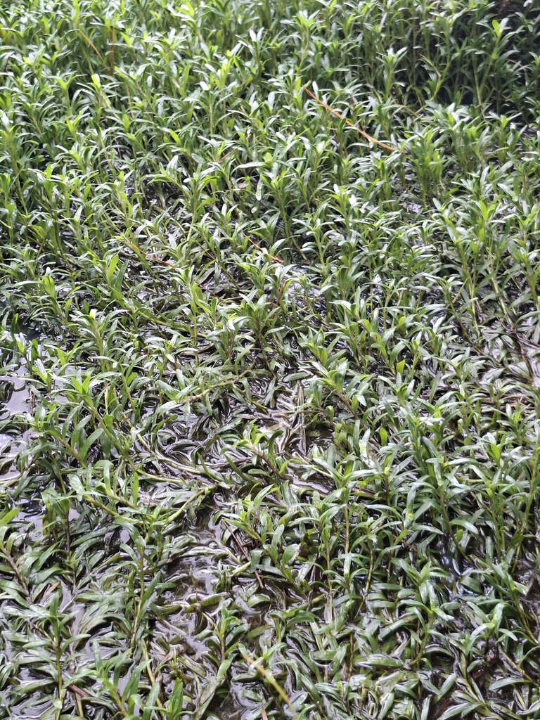 异蕊水草 · 依iNaturalist观察标注;非门店现货,未独立鉴定 2