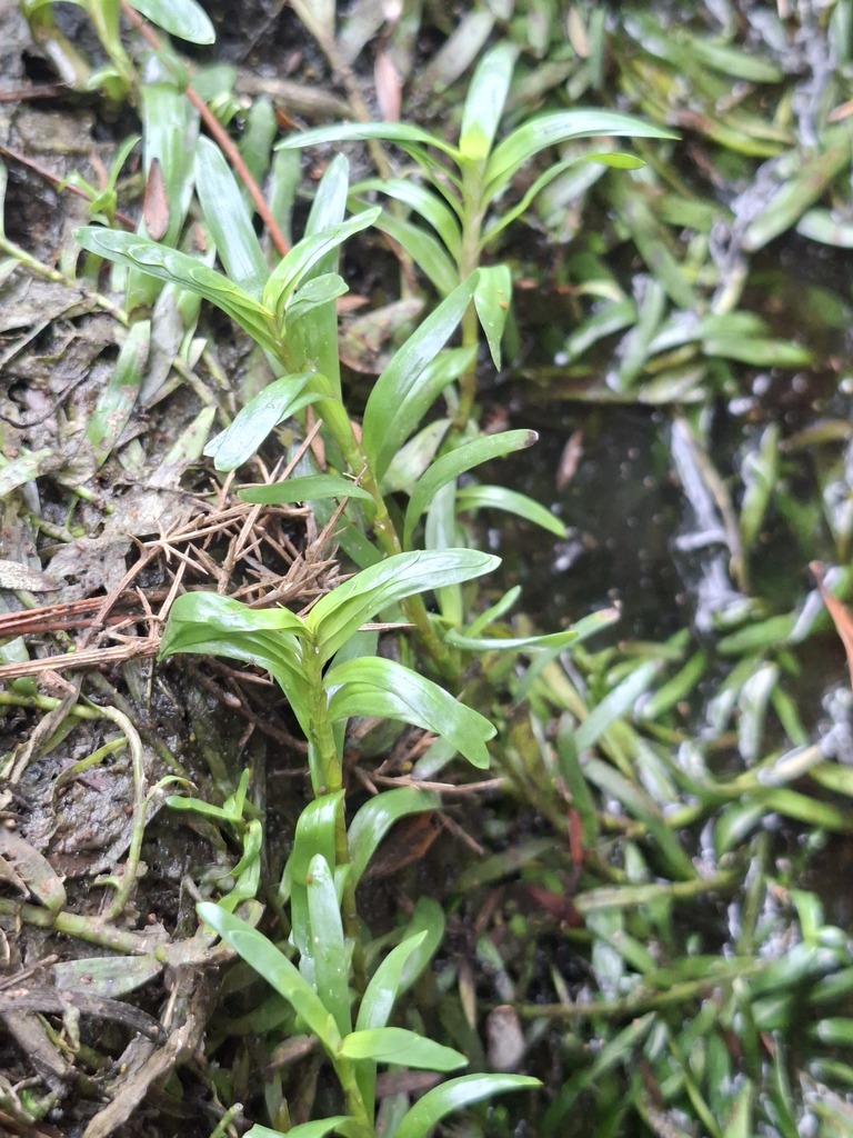 异蕊水草参考照片