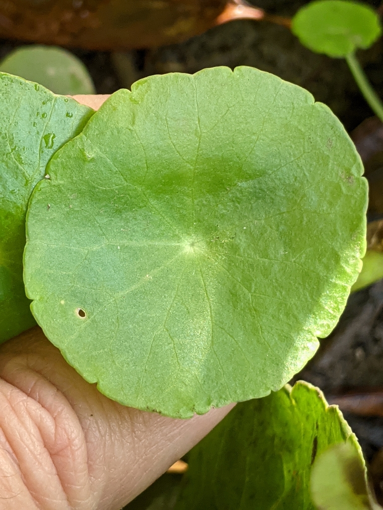 铜钱草参考种参考照片