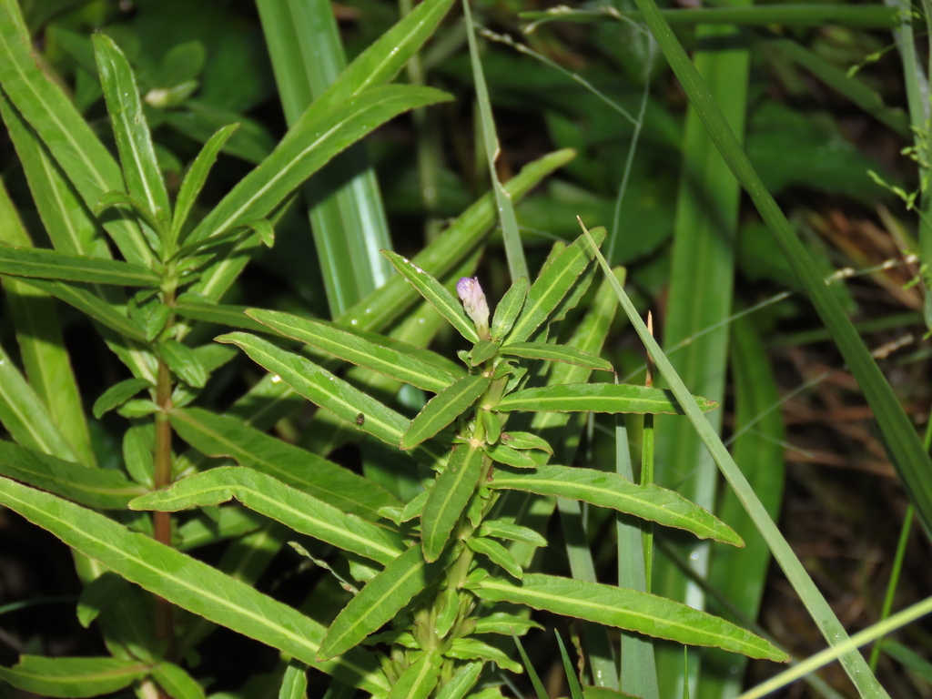 阿拉瓜亚水蓑衣 · 水上原种枝叶参考。USDA IDTools将Hygrophila lancea列作H. ringens var. ringens的异名;本照片不证明Araguaia栽培型的水下颜色与株形。 依来源物种标注,未独立鉴定。 2