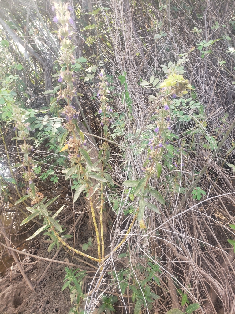 芳香水蓑衣 · 依iNaturalist观察标注;非门店现货,未独立鉴定 2