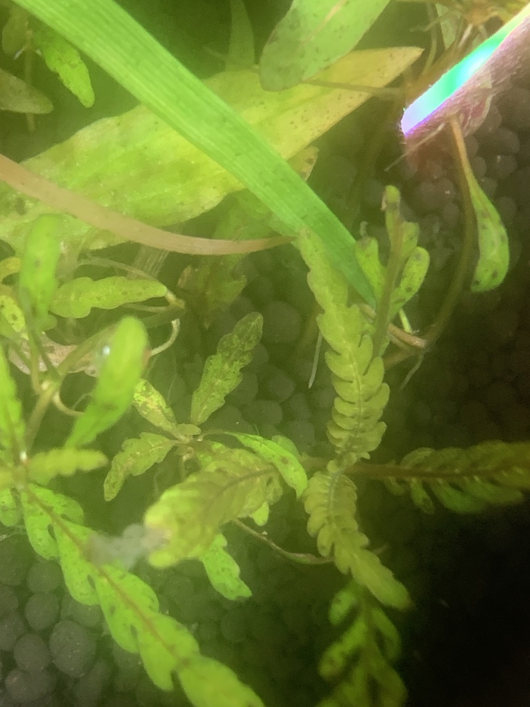 羽裂水蓑衣参考照片