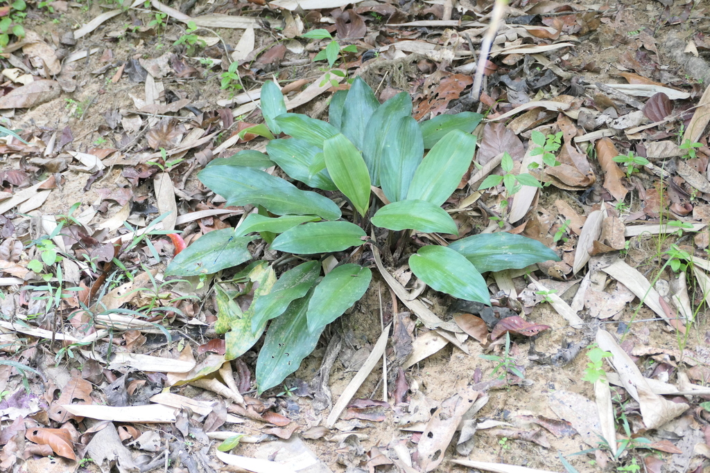 红拉根椒草参考照片