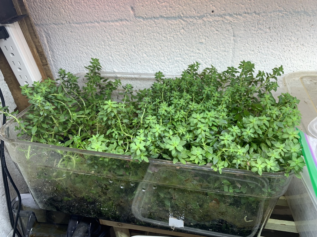 芳香石龙尾 · 依iNaturalist观察标注,已目检实拍;非专业鉴定,非门店现货。两张均为水上或挺水形态参考,不代表缸内沉水叶色与株形。 2