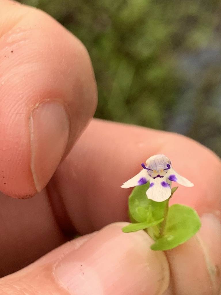 斑叶圆叶母草 · 依iNaturalist观察标注;非门店现货,未独立鉴定 3