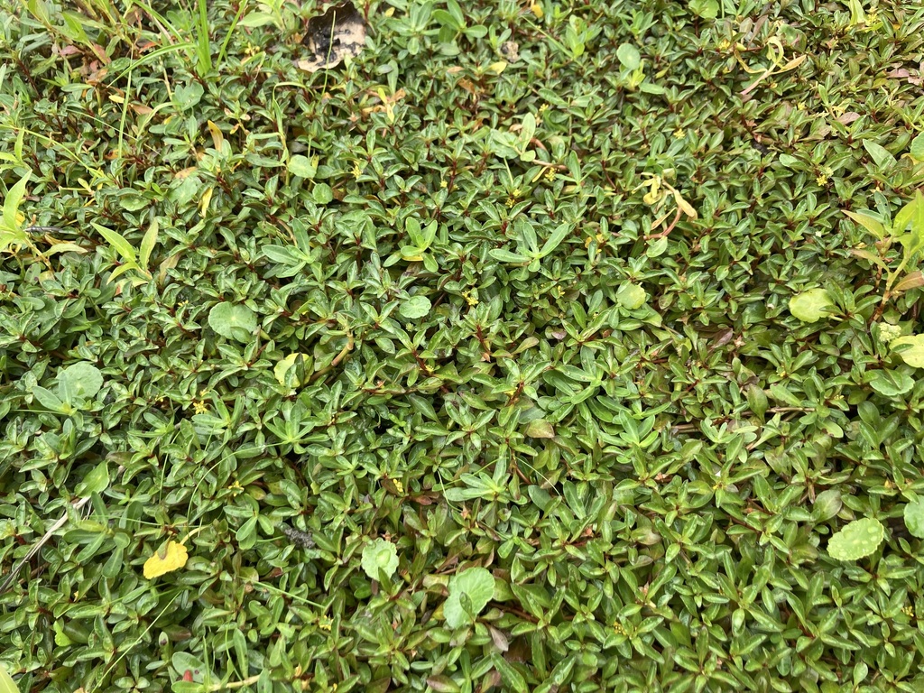 红宝石丁香参考照片