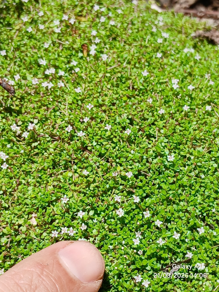 迷你矮珍珠参考照片