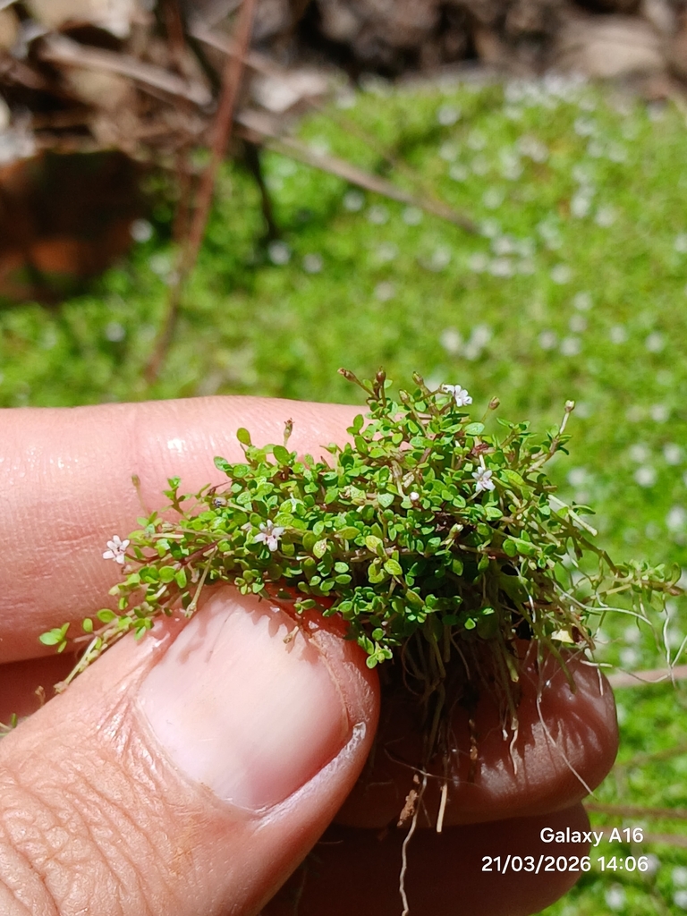 迷你矮珍珠 · 依iNaturalist观察标注;非门店现货,未独立鉴定 2