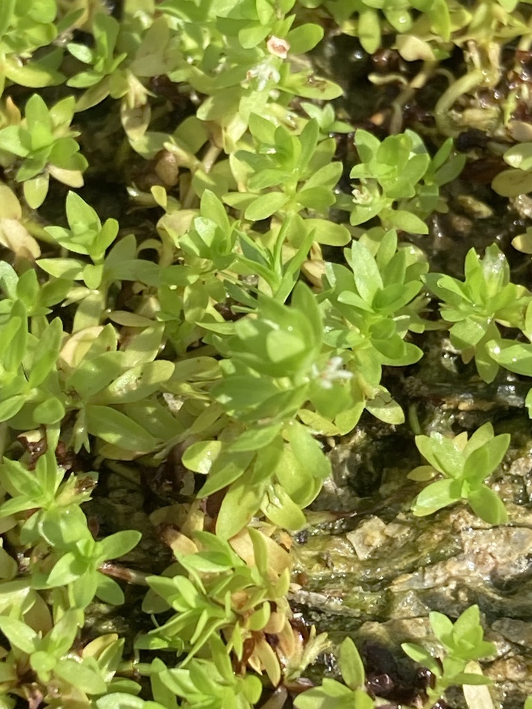 珍珠草参考照片