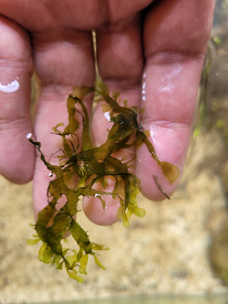 大鹿角苔参考照片