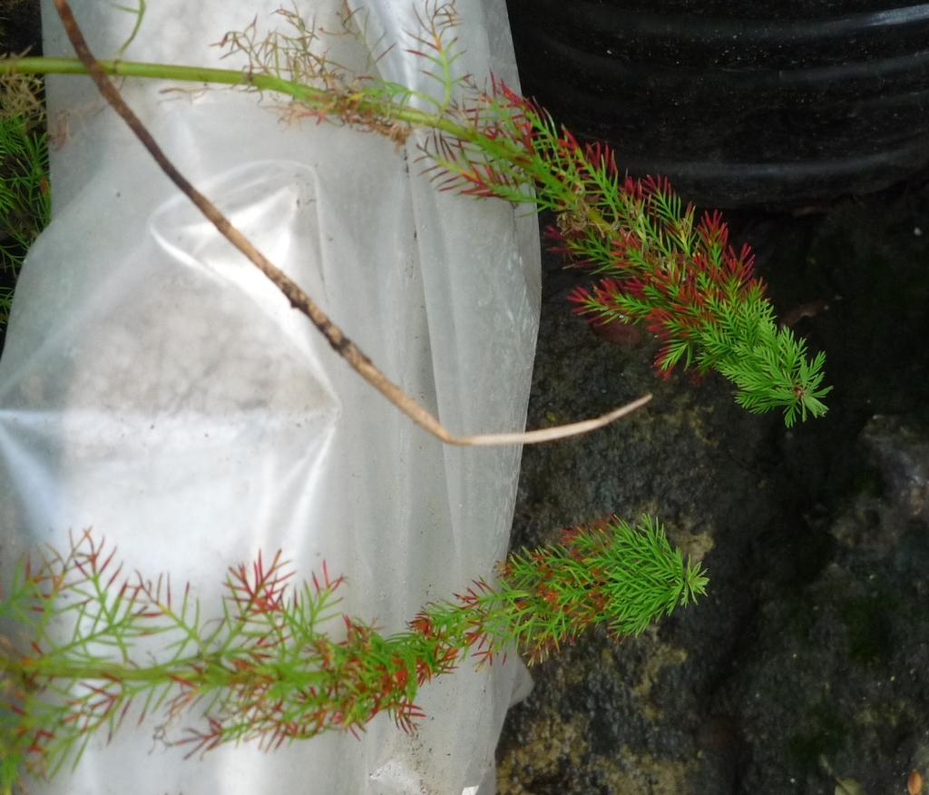 绿羽毛草 · 依iNaturalist观察标注;非门店现货,未独立鉴定 2
