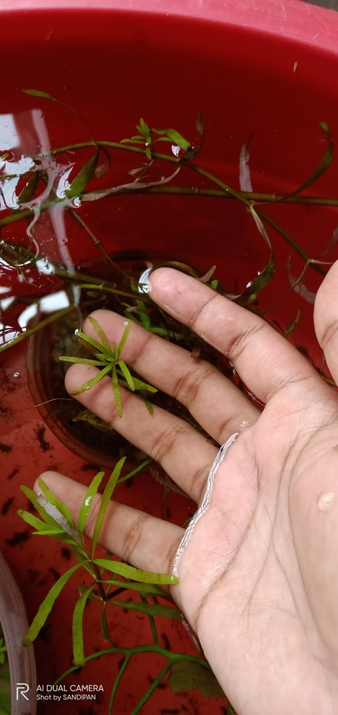水虎尾 · 依iNaturalist观察标注;非门店现货,未独立鉴定 2