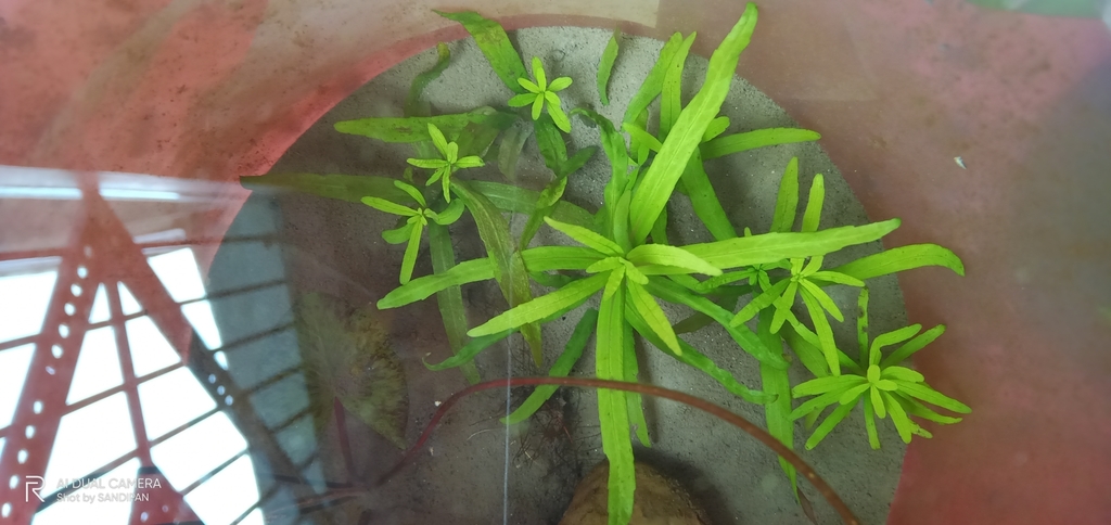 水虎尾参考照片