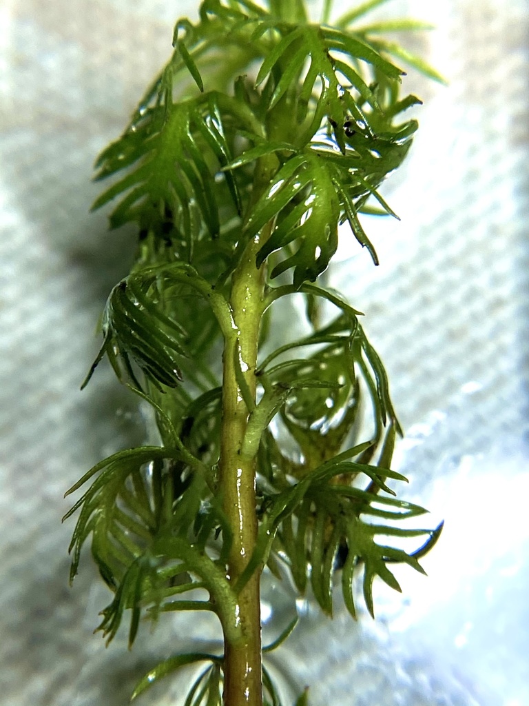 古巴羽毛草参考照片