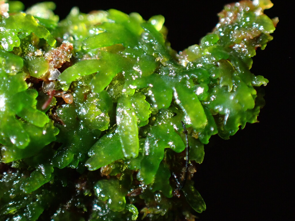 珊瑚苔参考照片