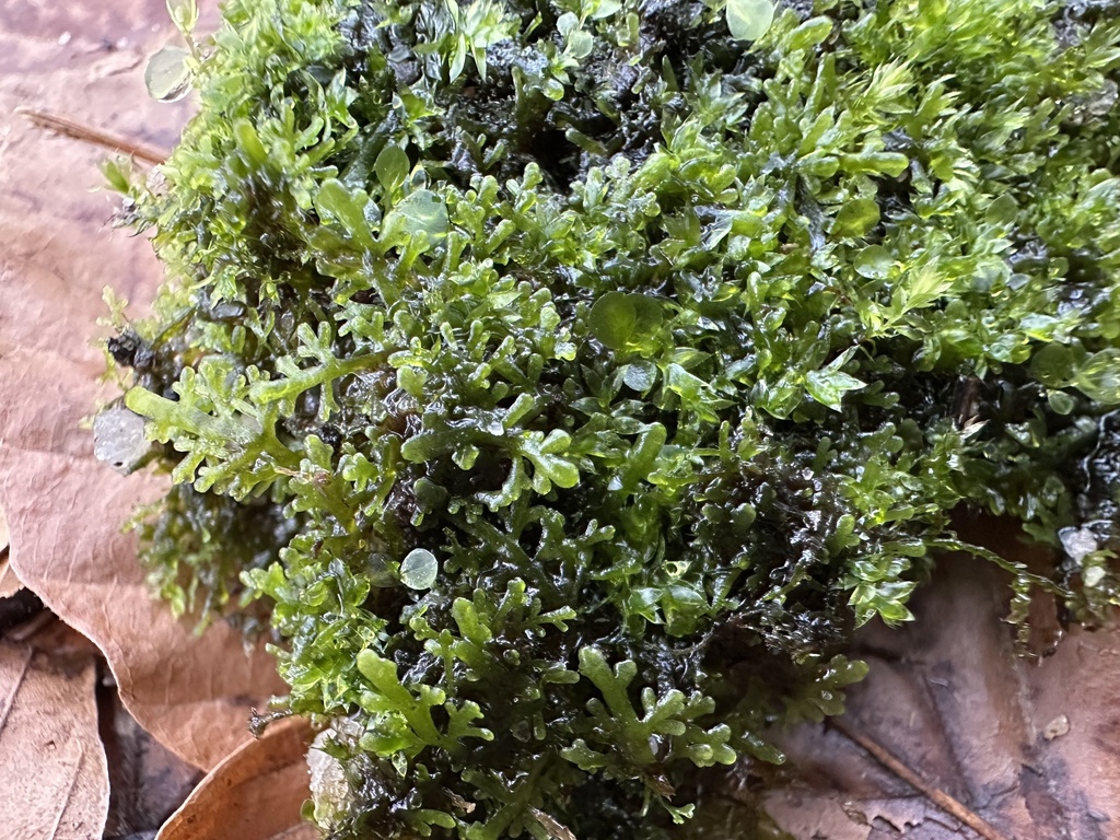 珊瑚苔 · 依iNaturalist观察标注;非门店现货,未独立鉴定;图片为水上或湿生苔体形态参考。 2