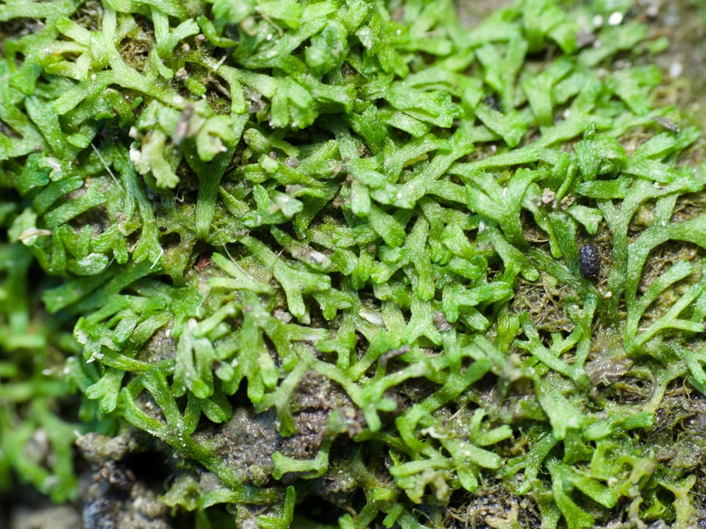 鹿角苔参考照片