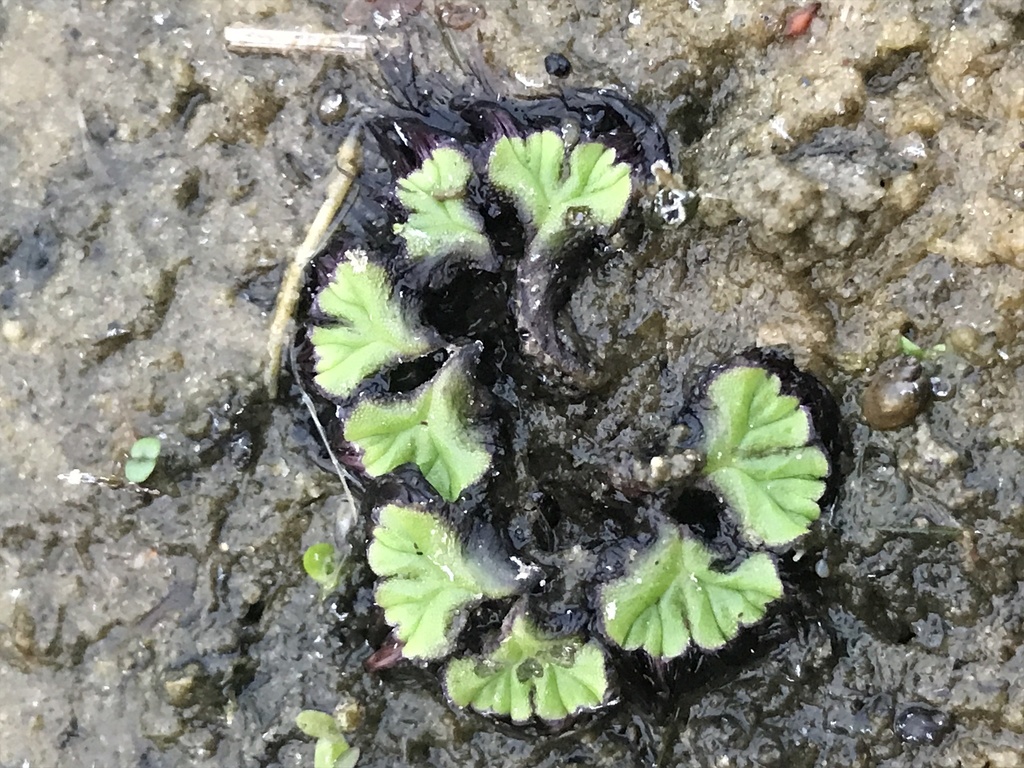 浮苔参考照片