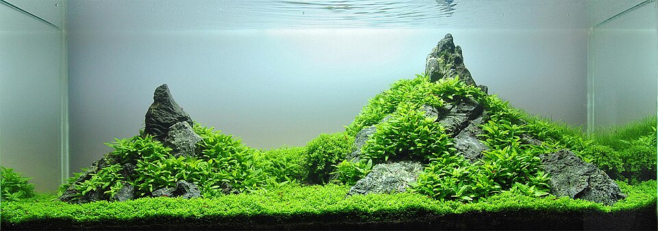 矮生叉柱花 · 依来源物种标注;非门店现货照片;第二图为含多种水草的造景全景,不是单株鉴定图。 2