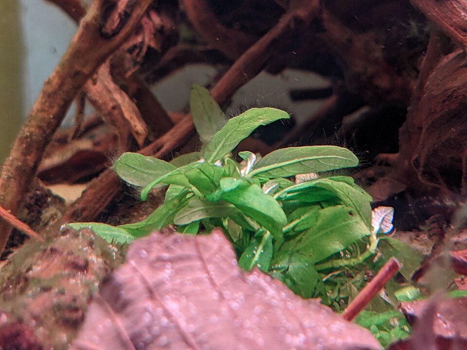 矮生叉柱花参考照片