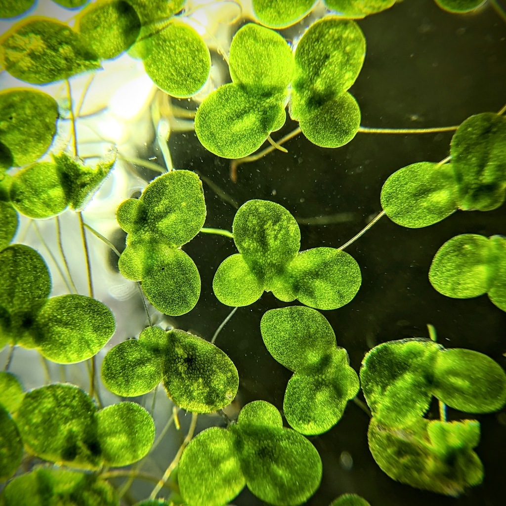 小浮萍 · 叶状体与下垂根系细节。依来源物种标注;非门店现货,未独立鉴定。 2