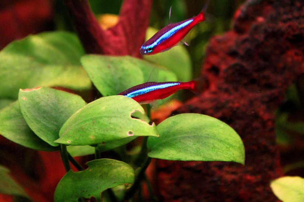 宝莲灯参考照片